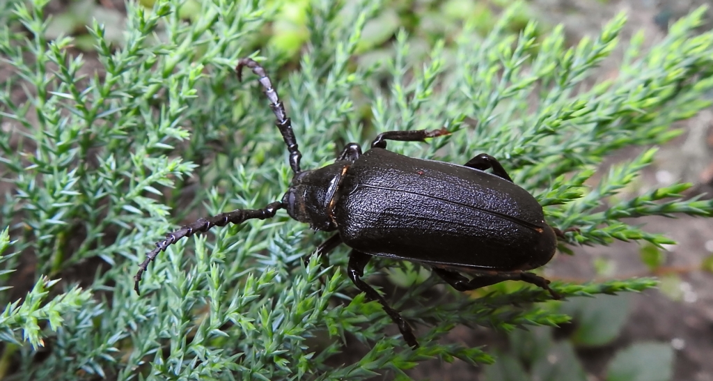 Dyląż garbarz (Prionus coriarius)