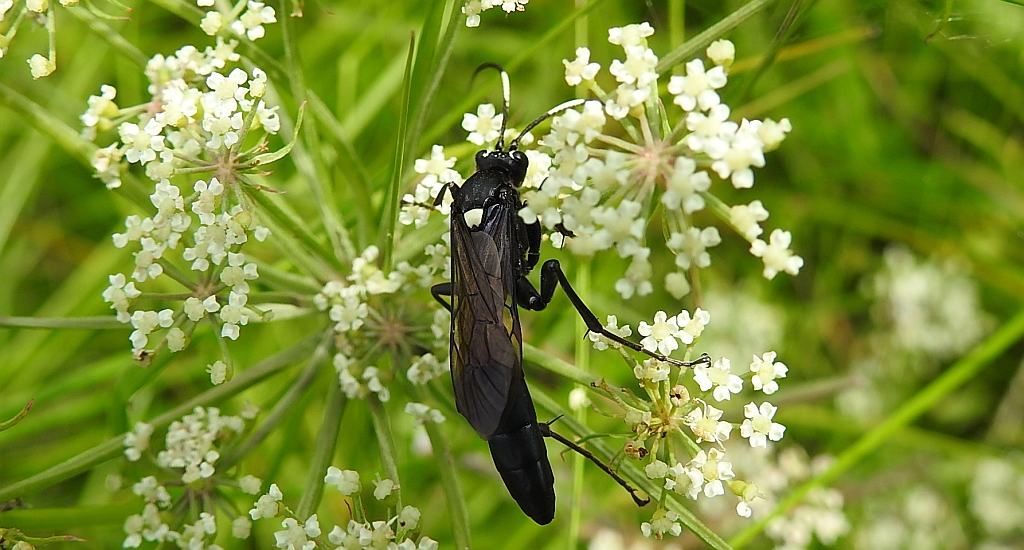 Ponurnik żałobny (Chasmias lugens)
