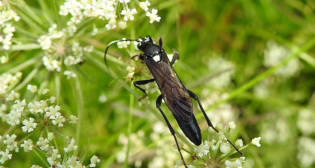 Ponurnik żałobny (Chasmias lugens)