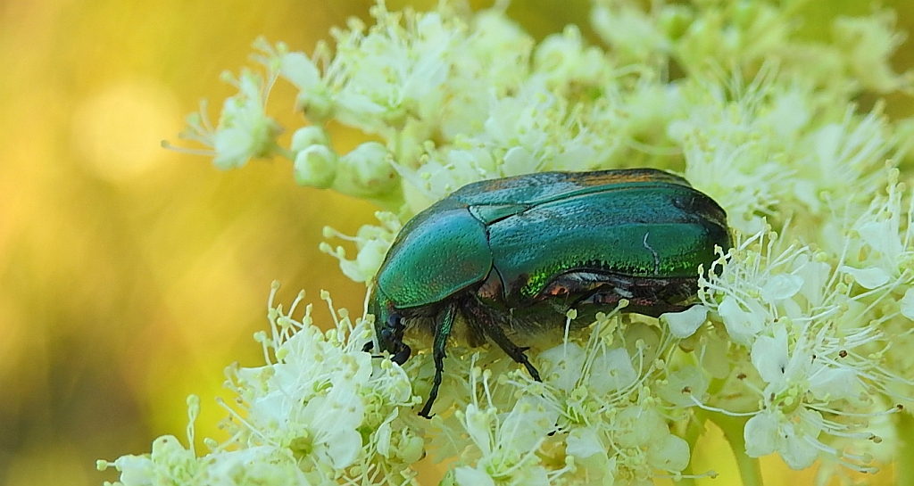 Protaetia cuprea metallica