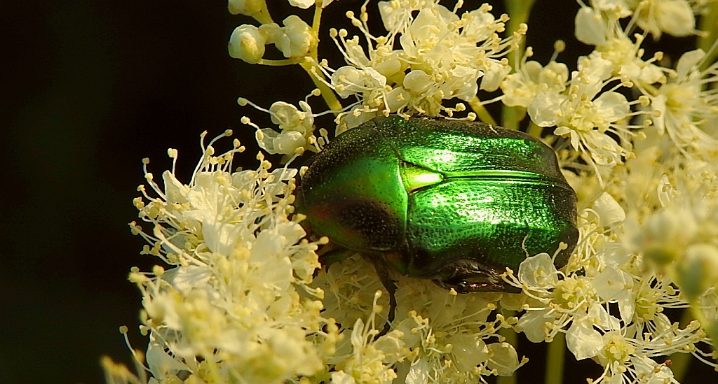 Protaetia cuprea metallica