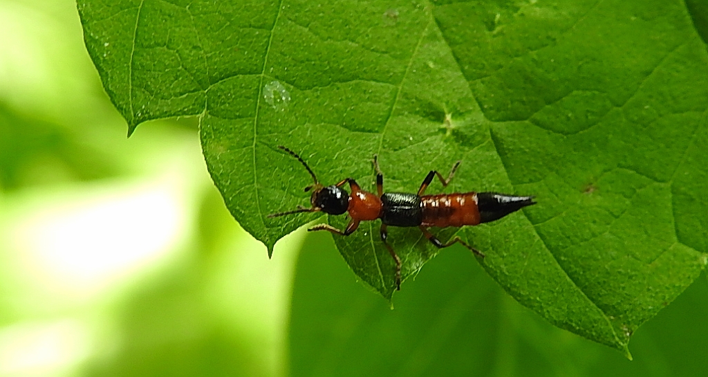 Żarlinek pobrzeżnik (Paederus litoralis)