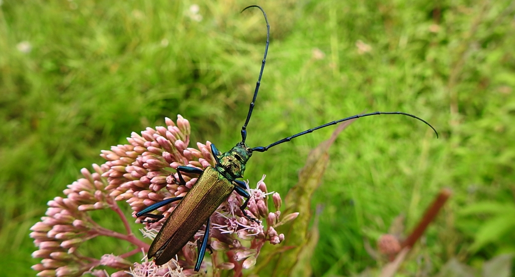 Wonnica piżmówka (Aromia moschata)