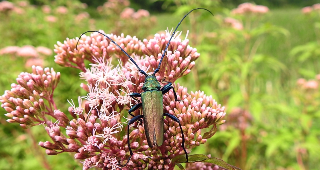 Wonnica piżmówka (Aromia moschata)