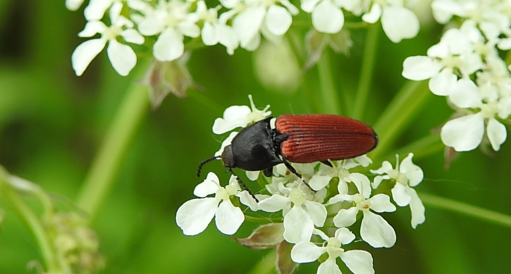 Sprężyk - Ampedus melanurus