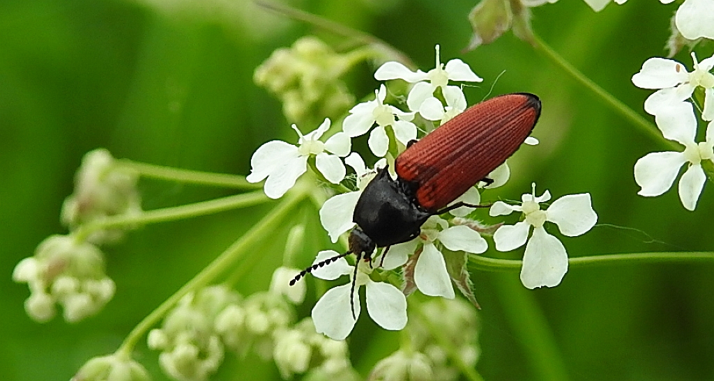 Sprężyk - Ampedus melanurus