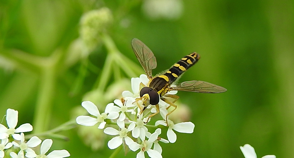 Kuliboda (Sphaerophoria scripta)