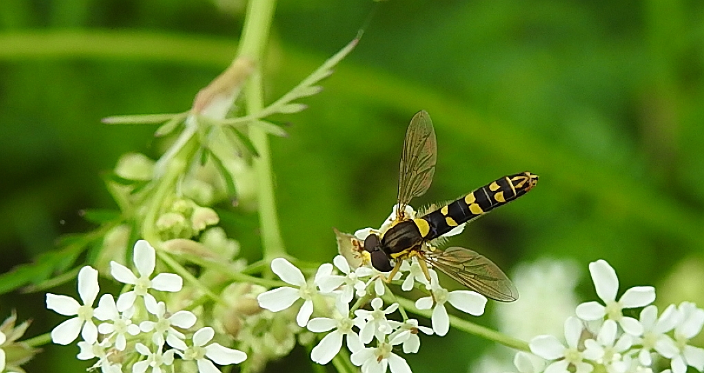 Kuliboda (Sphaerophoria scripta)
