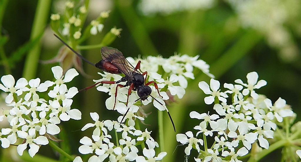 Kłowacz (Pimpa sp.)