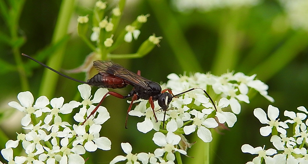 Kłowacz (Pimpa sp.)