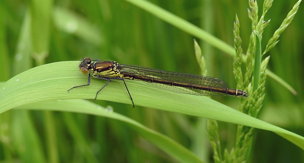Łątka zielona (Coenagrion armatum)