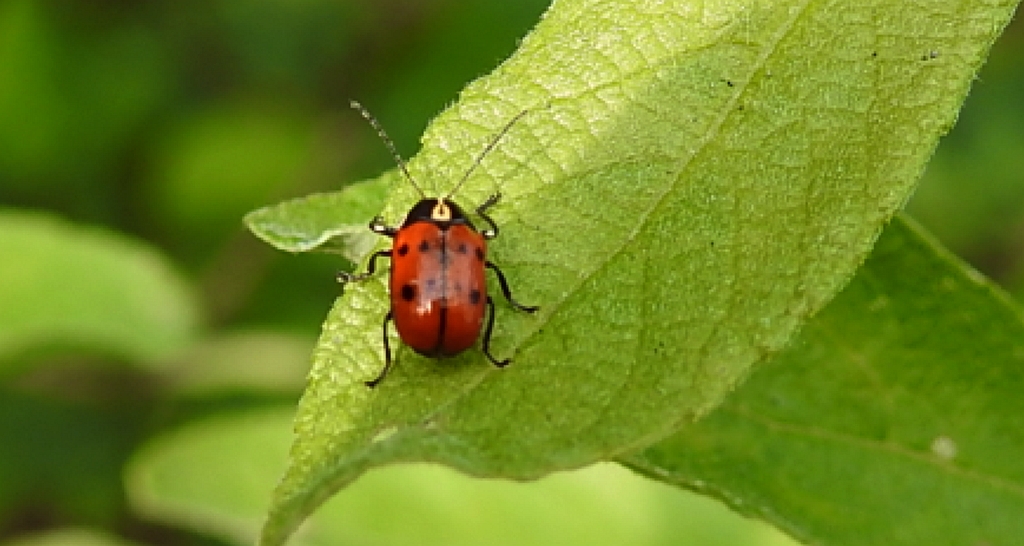 Zmróżka ośmioplamka (Cryptocephalus octopunctatus)
