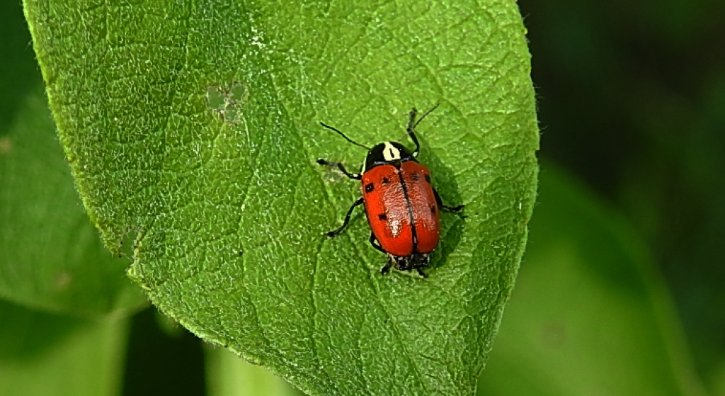 Zmróżka ośmioplamka (Cryptocephalus octopunctatus)