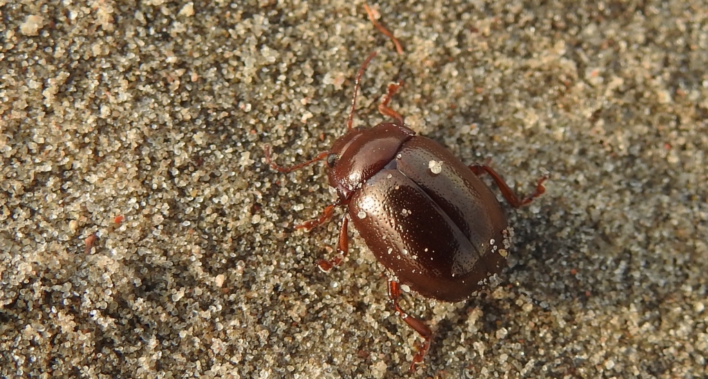 Złotka nadwodna (Chrysolina staphylea)