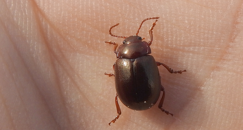Złotka nadwodna (Chrysolina staphylea)