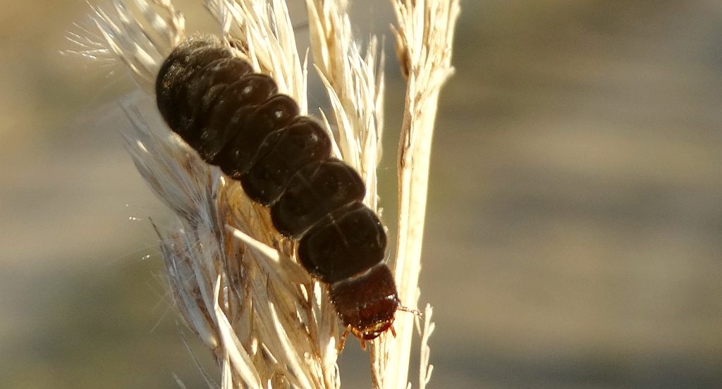 Larwa omomiłka (Cantharis sp.)