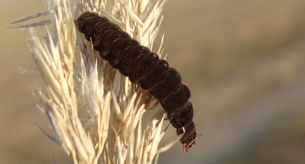 Larwa omomiłka (Cantharis sp.)