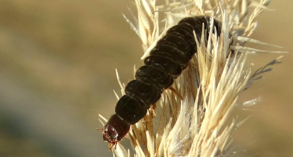 Larwa omomiłka (Cantharis sp.)