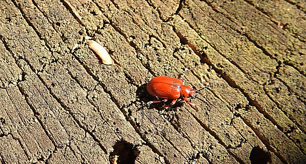 Poskrzypka cebulowa, poskrzypka leśna (Lilioceris merdigera)