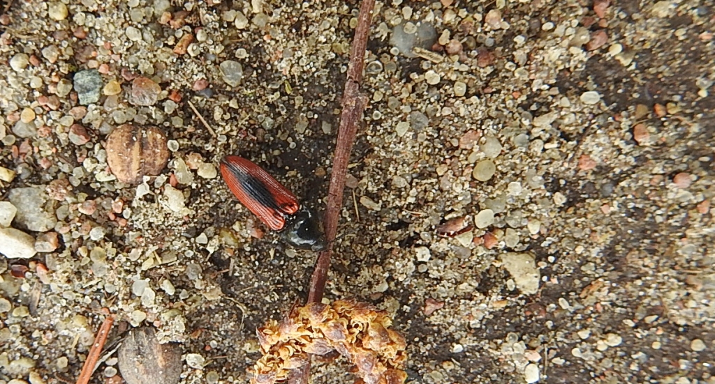 Sprężyk - Ampedus sanguinolentus