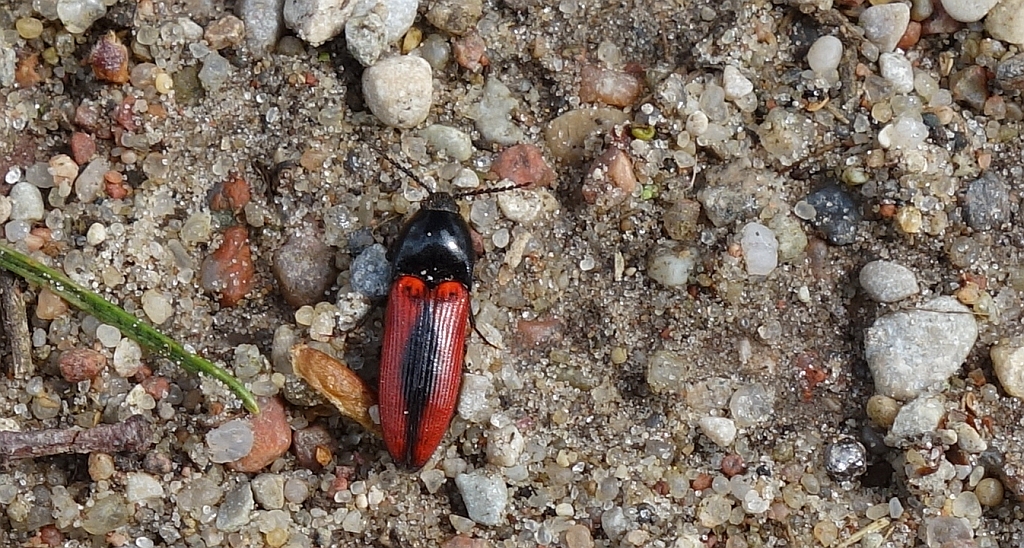 Sprężyk - Ampedus sanguinolentus