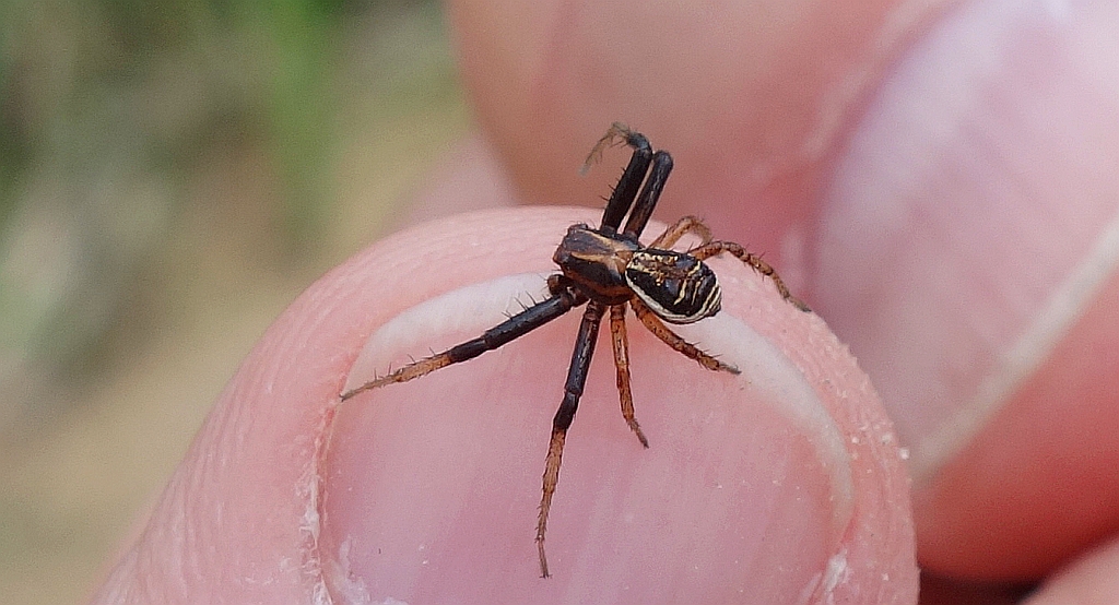 Bokochód pospolity (Xysticus ulmi)