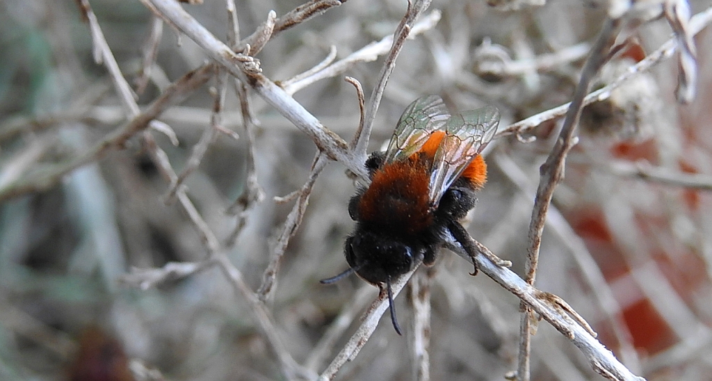 Pszczolinka złocista (Andrena fulva)