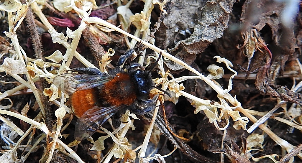 Pszczolinka złocista (Andrena fulva)