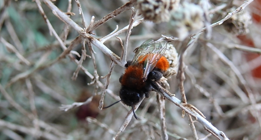Pszczolinka złocista (Andrena fulva)