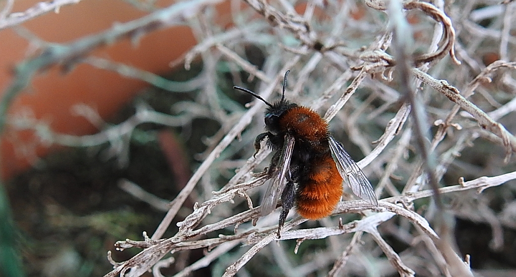 Pszczolinka złocista (Andrena fulva)