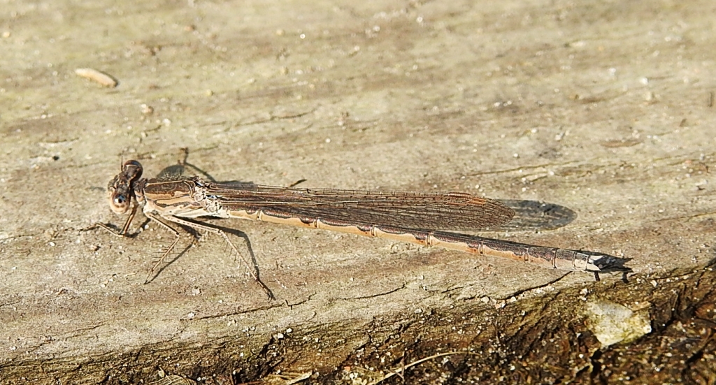 Straszka pospolita (Sympecma fusca)