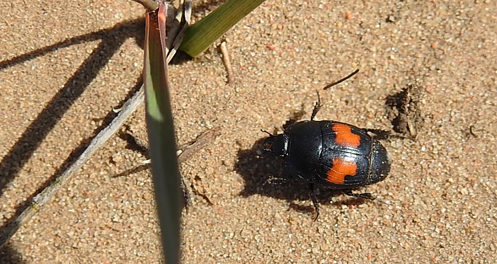 Gnilik (Margarinotus bipustulatus)