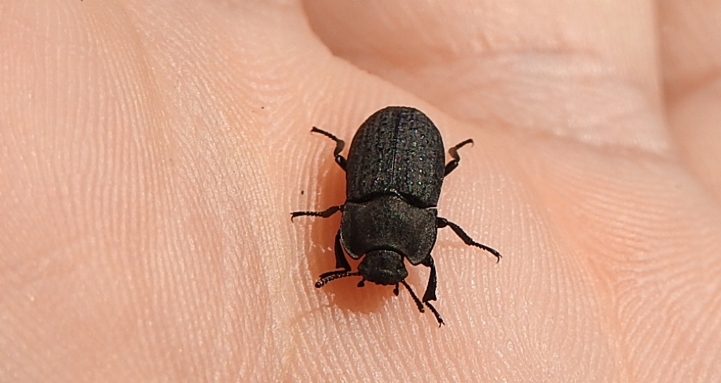 Omrzel piaskowy (Opatrum sabulosum)