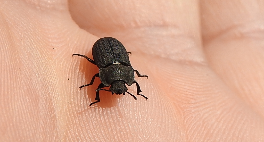 Omrzel piaskowy (Opatrum sabulosum)