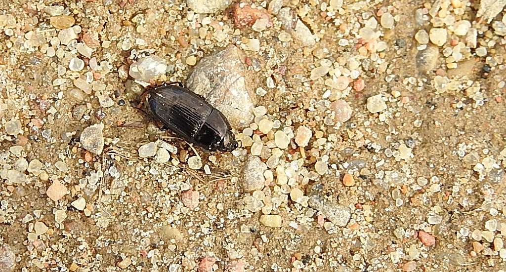 Skorobieżek miedziak (Amara aenea)