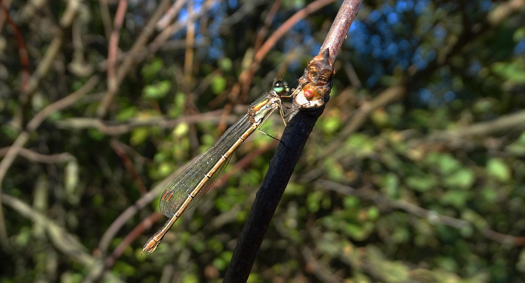 Pałątka pospolita (Lestes sponsa)