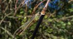 Pałątka pospolita (Lestes sponsa)