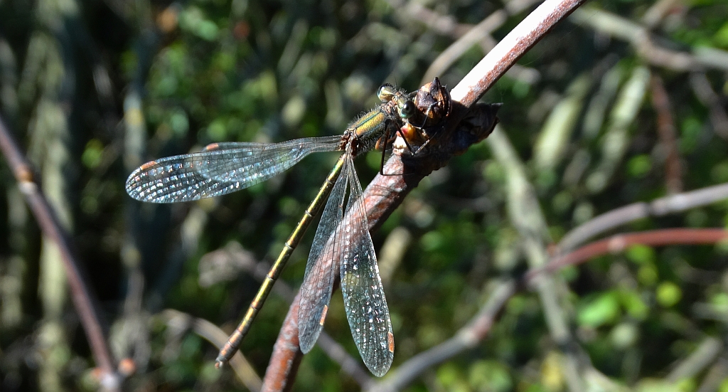 Pałątka pospolita (Lestes sponsa)