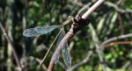 Pałątka pospolita (Lestes sponsa)
