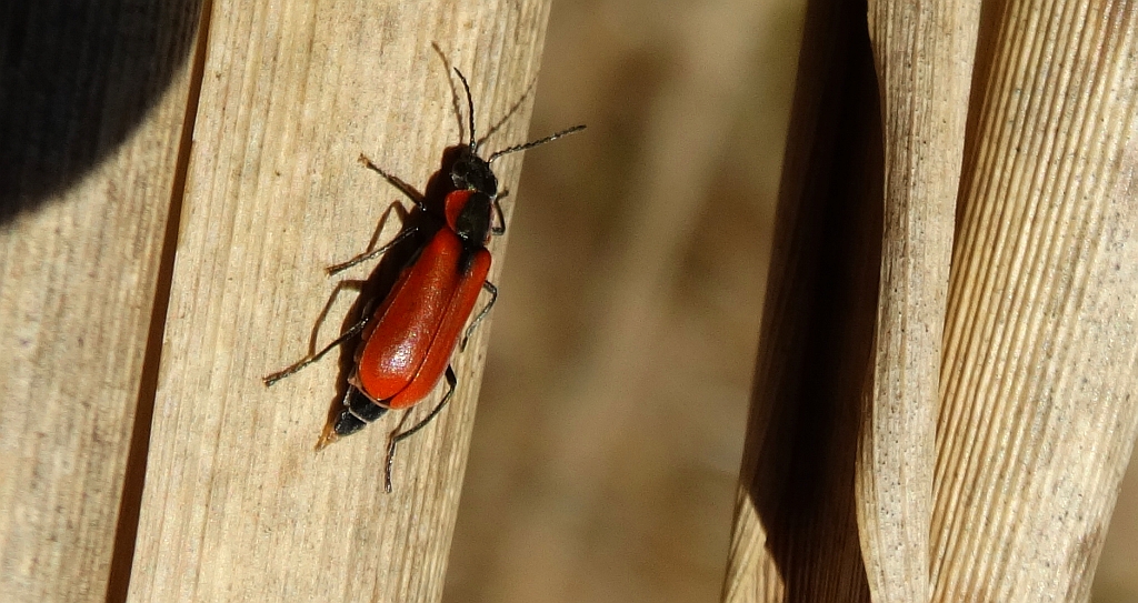 Przerwiec biedronkowaty (Anthocomus rufus)