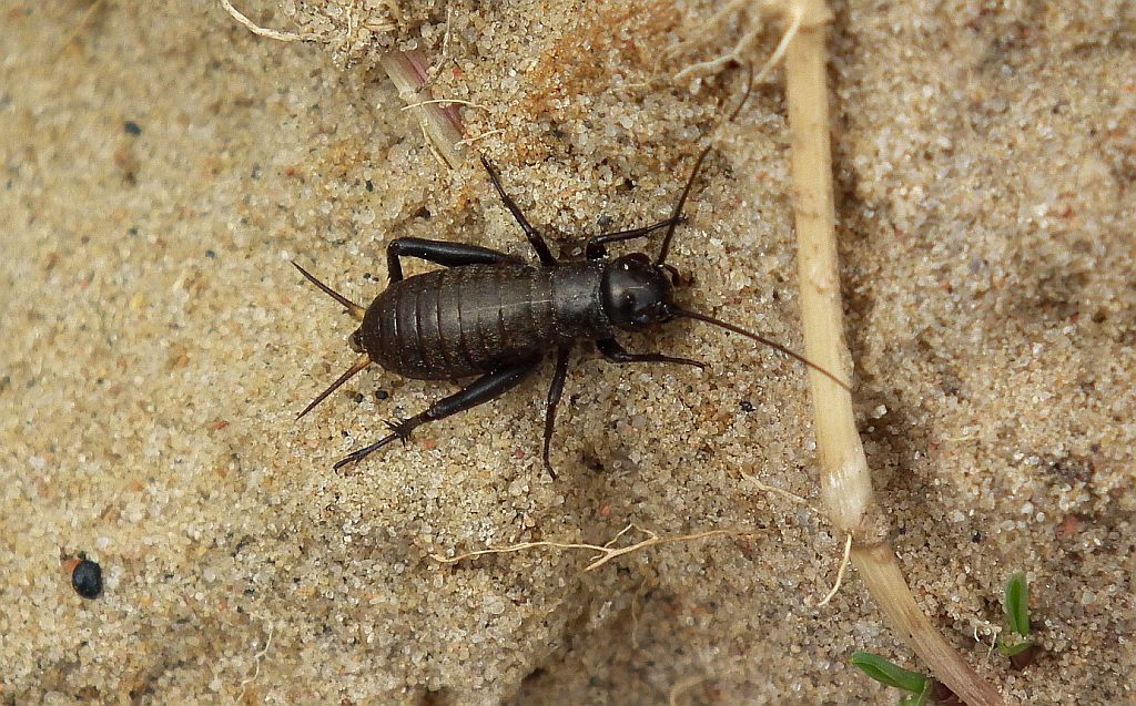 Świerszcz polny (Gryllus campestris)