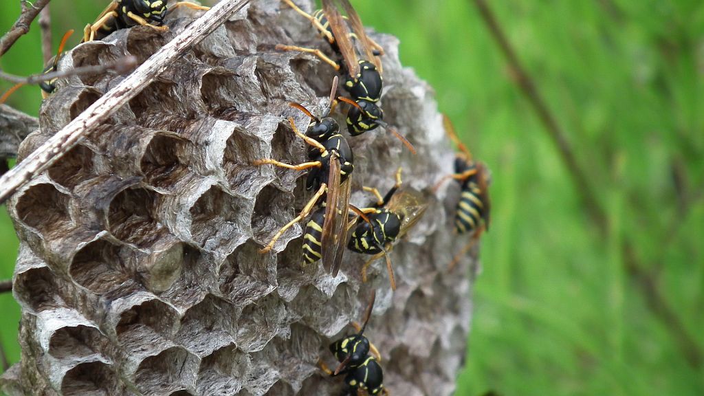 Klecanka rdzaworożna (Polistes gallicus)