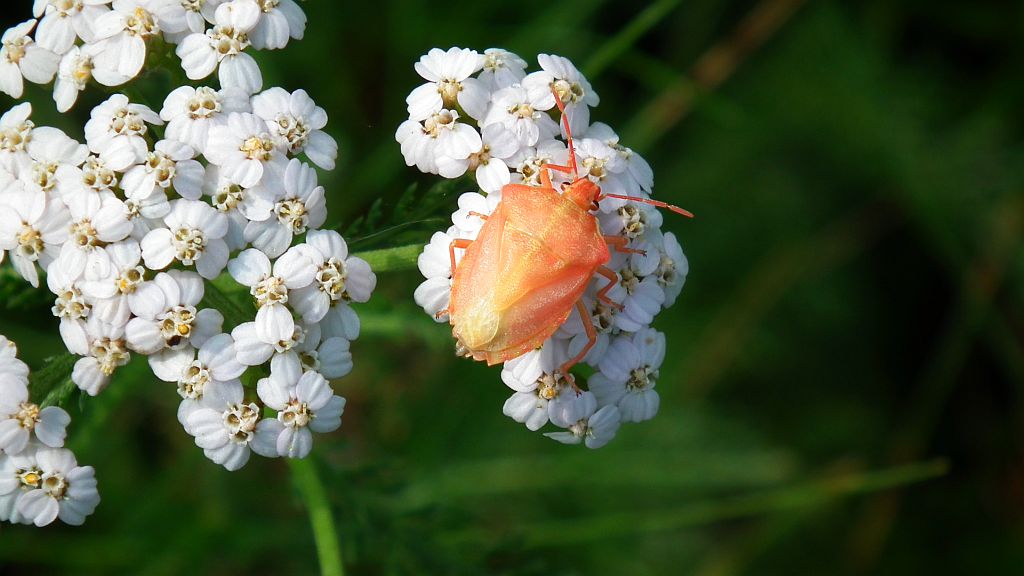 Borczyniec owocowy (Carpocoris fuscispinus)