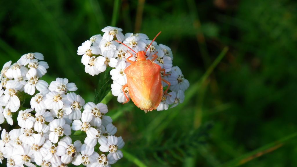 Borczyniec owocowy (Carpocoris fuscispinus)