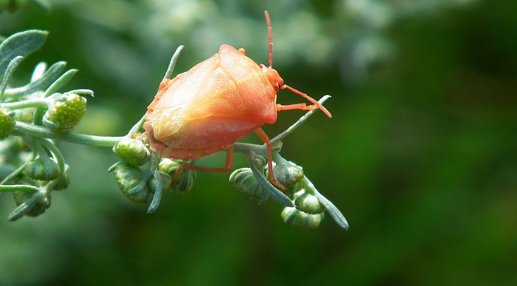 Borczyniec owocowy (Carpocoris fuscispinus)