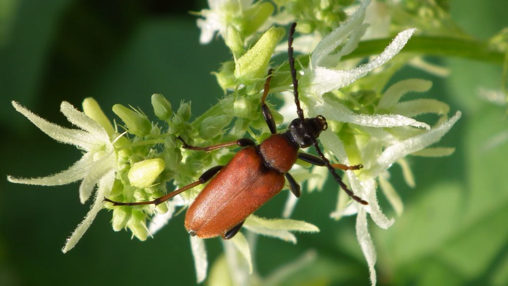 Zmorsznik czerwony (Corymbia rubra)