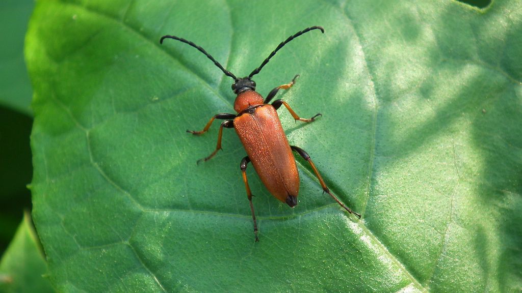 Zmorsznik czerwony (Corymbia rubra)