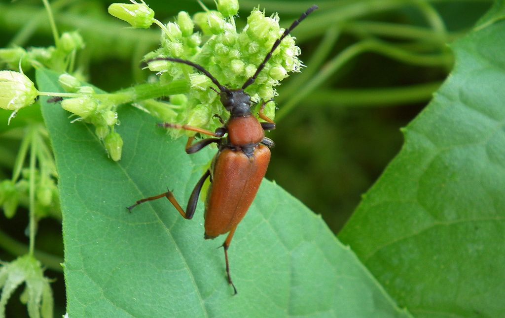 Zmorsznik czerwony (Corymbia rubra)