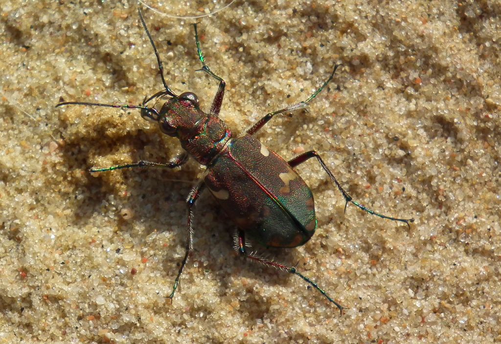Trzyszcz piaskowy, trzyszcz piaskowiec (Cicindela hybrida)