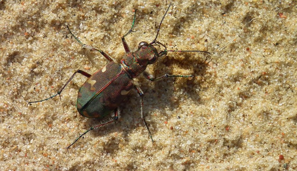 Trzyszcz piaskowy, trzyszcz piaskowiec (Cicindela hybrida)